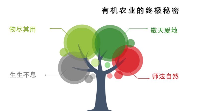 如何在城市中开辟一片绿色——家庭菜园种植指南