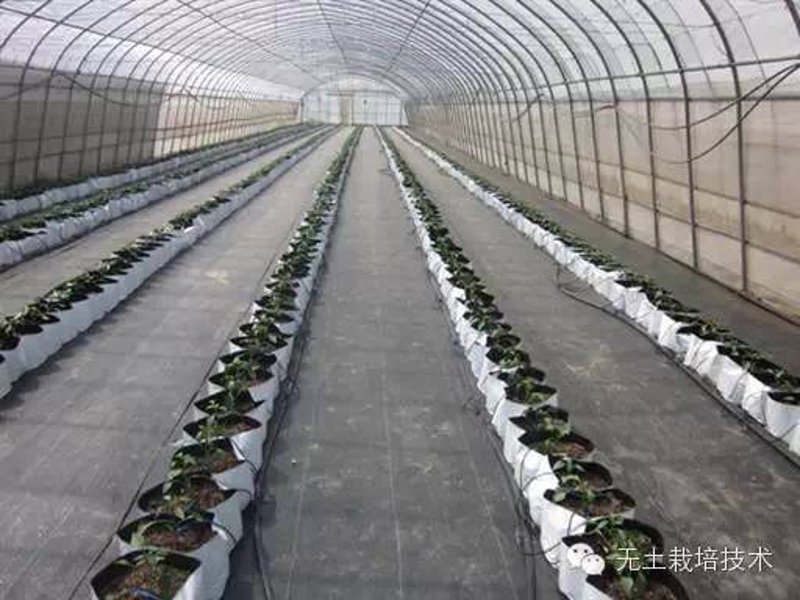 科普解读类：有机农业的绿色革命
